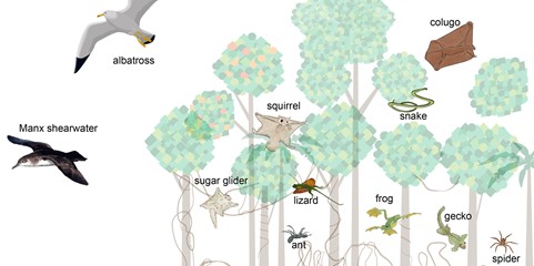 (Bio-inspiration and understanding across scales of a hydrostat ranging from appendage movements at the macro (m) scale helping investigate manipulation of infinite degree of freedom (iDOF) systems)