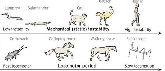 Hypothesized control gradients in the diversity of animal locomotion