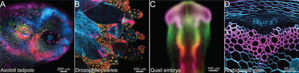 Selection of developmental biology images, incl. axolotl tadpole, drosophila ovaries, quail embryo and arabidopsis stem