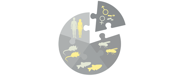 Visual depicting sex as a biological variable in humans, drosophila, zebrafish and mice