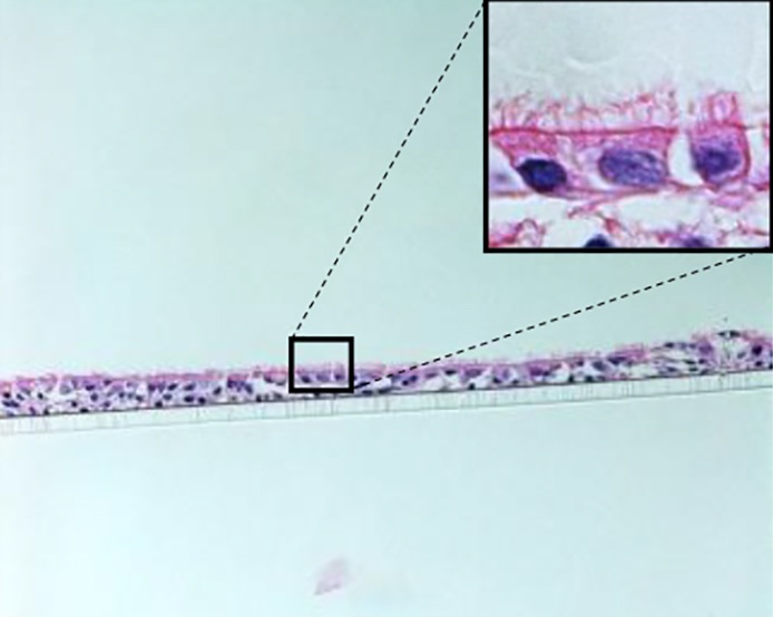 Transverse section image of air–liquid interface culture from a NKX2.1GFP human induced pluripotent stem cell reporter line stained with Haematoxylin and Eosin