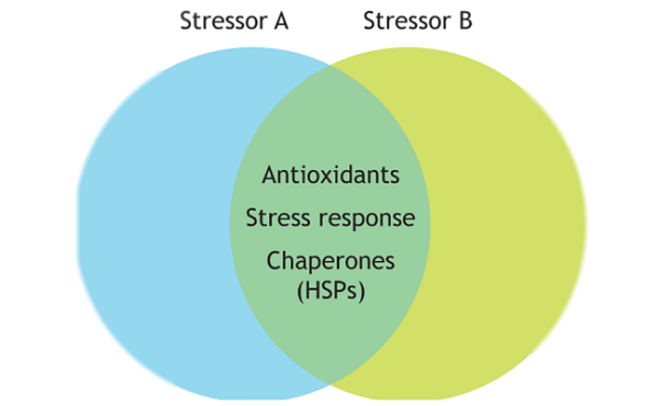 Venn diagram depicting the link between two stressors A and B 