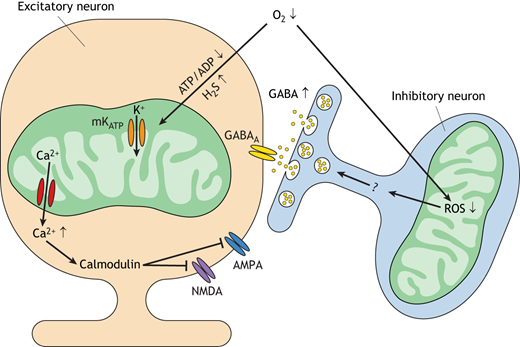 A diagram showing the suppression of turtle brain activity is orchestrated by mitochondria in excitatory and inhibitory neurons