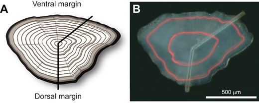 Position of the transects on the trout otolith. (A) Typical location of transects on the otolith. (B) Composite image (white light and TXR filter) allowing us to relate the position of the otolith core and Alizarin Red S mark to the corresponding time-resolved elemental concentrations along the transects.