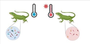 A diagram of two lizards depicting the idea that Exposure to warming environments decreases host-associated microbial diversity in a variety of ectotherms
