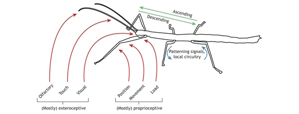 Schematic representation of the types of signaling pathways involved in motor control