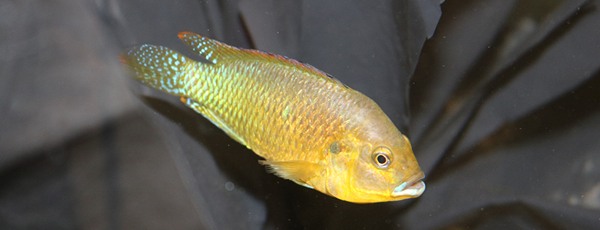 hypothesis vs prediction biology Chiclid fish