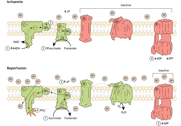 hypothesis vs prediction biology Mechanism of superoxide production in hypoxia-intolerant (mammalian) mitochondria during ischaemia and reperfusion
