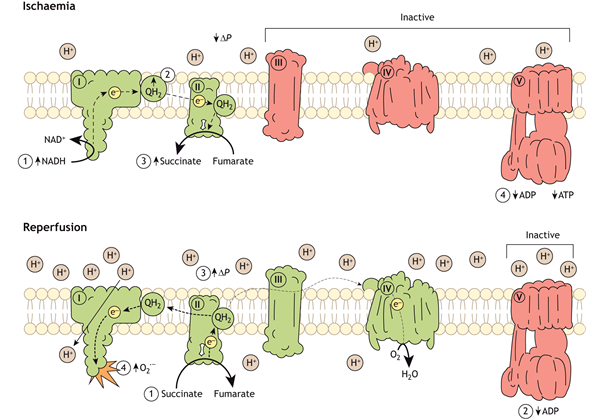 Mechanism of superoxide production in hypoxia-intolerant (mammalian) mitochondria during ischaemia and reperfusion