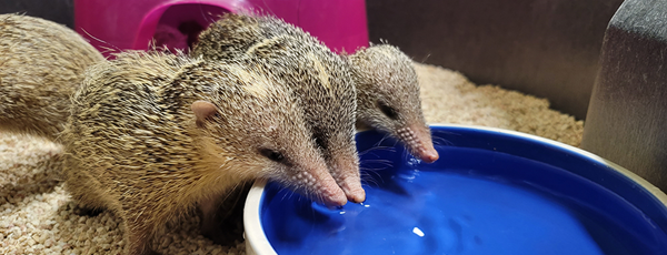 hypothesis vs prediction biology three tenrecs drinking from a bowl