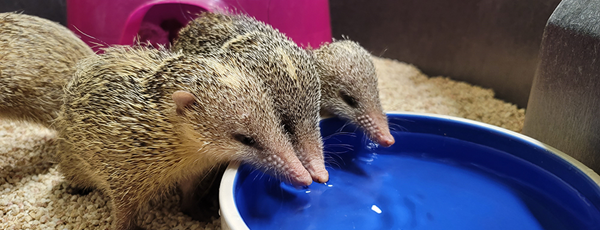 three tenrecs drinking from a bowl