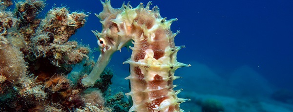 seahorse