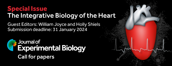 Advertisement banner depicting a diagram of a heart with an ECG output running through the middle