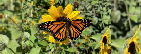 Monarch butterfly on sunflower