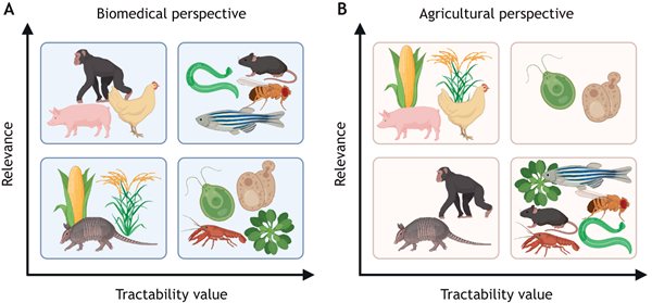 Diagram comparing animal and plant relevance and tractability in biomedical and agricultural contexts.