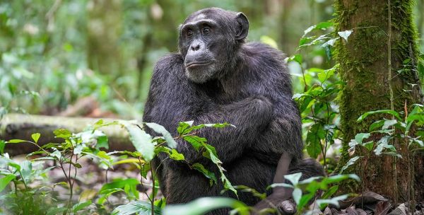 A chimpanzee sits on the forest floor next to a tree surrounded by greenery.