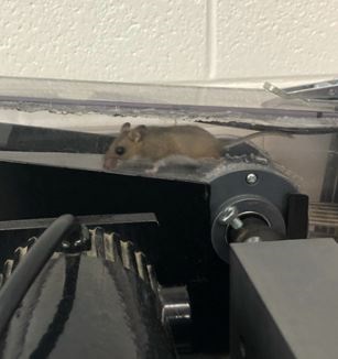 Deer Mouse running on experimental treadmill