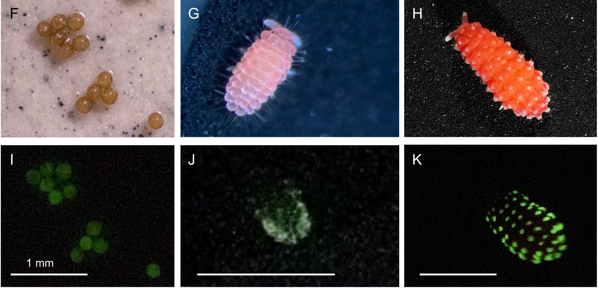 Panels of microscopy images showing the bioluminescence of springtail Lobella sauteri  eggs, juveniles, and adults.