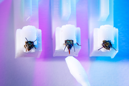 Honeybees (Apis mellifera) used to identify SARS-CoV-2 infected minks (Neovison vison) in Kontos et al. (2022).