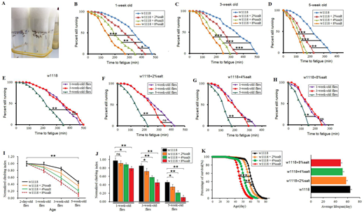 Fig. 1. The effect of HSDs on climbing capacity and mortality in aging flies. (A) An image of HSD flies drinking water. (B) Time to fatigue of 1-week-old flies. (C) Time to fatigue of 3-week-old flies. (D) Time to fatigue of 5-week-old flies. (E) Time to fatigue in w1118 flies. (F) Time to fatigue in 2%-SD flies. (G) Time to fatigue in 4%-SD flies. (H) Time to fatigue in 8%-SD flies. (I) The climbing index changes with aging. (J) The climbing index in HSD flies. (K) The curves of survival and the average lifespan. Using a non-parametric followed by a log-rank test to analyze ‘survival’ and ‘time to fatigue’. The one-way analysis of variance (ANOVA) with least significant difference (LSD) tests were used to identify differences among the ‘w1118’, ‘w1118+2%salt’, ‘w1118+4%salt’ and ‘w1118+8%salt’ flies. Data are represented as means±s.e.m. *P<0.05; **P<0.01; ***P<0.001.