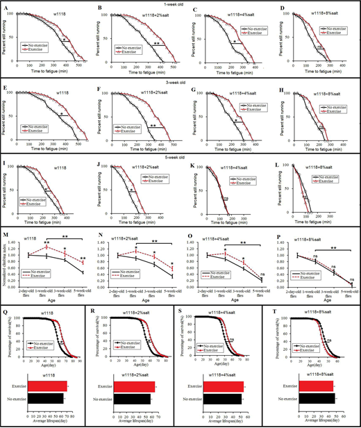 Fig. 2. The effect of exercise training on climbing capacity and mortality in HSD and aging flies. (A). Time to fatigue of 1-week-old and w1118 flies. (B) Time to fatigue of 1-week-old and 2%-SD flies. (C) Time to fatigue of 1-week-old and 4%-SD flies. (D) Time to fatigue of 1-week-old and 8%-SD flies. (E) Time to fatigue of 3-week-old and w1118 flies. (F) Time to fatigue of 3-week-old and 2%-SD flies. (G) Time to fatigue of 3-week-old and 4%-SD flies. (H) Time to fatigue of 3-week-old and 8%-SD flies. (I) Time to fatigue of 5-week-old and w1118 flies. (J) Time to fatigue of 5-week-old and 2%-SD flies. (K) Time to fatigue of 5-week-old and 4%-SD flies. (L) Time to fatigue of 5-week-old and 8%-SD flies. (M) The climbing index in w1118 flies. (N) The climbing index in 2%-SD flies. (O) The climbing index in 4%-SD flies. (P) The climbing index in 8%-SD flies. (Q) The curves of survival and the average lifespan of w1118 flies. (R) The curves of survival and the average lifespan of 2%-salt-diet flies. (S) The curves of survival and the average lifespan of 4%-SD flies. (T) The curves of survival and the average lifespan of 8%-SD flies. Using a non-parametric followed by a log-rank test for analyze survival and time to fatigue. A two-way ANOVA was used to analyze the effects of exercise and aging on climbing index of ‘no exercise’ and ‘exercise’ flies. Data are represented as means±s.e.m. *P<0.05; **P<0.01.
