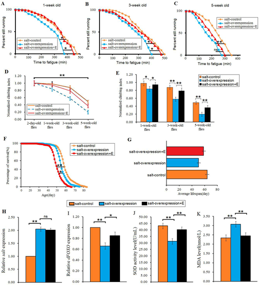 Fig. 4. The effect of exercise training on climbing capacity and mortality in aging and salt-overexpression flies. (A) Time to fatigue of 1-week-old flies. (B) Time to fatigue of 3-week-old flies. (C) Time to fatigue of 5-week-old flies. (D) The climbing index changes with aging in salt-overexpression flies. (E) The climbing index. (F) The curves of survival. (G) The average lifespan. (H) The salt expression. (I) The dFOXO expression. (J) The SOD activity level. (K) The MDA level. Using a non-parametric followed by a log-rank test for analyze survival and time to fatigue. One-way ANOVA with LSD tests were used to identify differences among the ‘salt-control’, ‘salt-overexpression’, and ‘salt-overexpression+exercise’ flies. Data are represented as means±s.e.m. *P<0.05; **P<0.01.