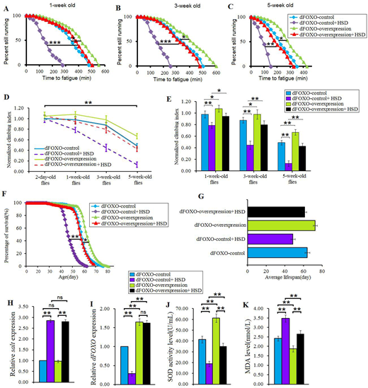 Fig. 6. The effect of dFOXO overexpression on salt tolerance of HSD flies. (A) Time to fatigue of 1-week-old flies. (B) Time to fatigue of 3-week-old flies. (C) Time to fatigue of 5-week-old flies. (D) The climbing index changes with aging in salt-overexpression flies. (E) The climbing index. (F) The curves of survival. (G) The average lifespan. (H) The salt expression. (I) The dFOXO expression. (J) The SOD activity level. (K) The MDA level. Using a non-parametric followed by a log-rank test for analyze survival and time to fatigue. Two-way ANOVA was used to identify differences among the four groups. Data are represented as means±s.e.m. *P<0.05; **P<0.01; **P<0.001.