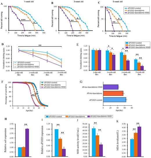 Fig. 7. The effect of dFOXO knockdown on salt tolerance of HSD flies. (A) Time to fatigue of 1-week-old flies. (B) Time to fatigue of 3-week-old flies. (C) Time to fatigue of 5-week-old flies. (D) The climbing index changes with aging in salt-overexpression flies. (E) The climbing index. (F) The curves of survival. (G) The average lifespan. (H) The salt expression. (I) The dFOXO expression. (J) The SOD activity level. (K) The MDA level. Using a non-parametric followed by a log-rank test for analyze survival and time to fatigue. One-way ANOVA with LSD tests were used to identify differences among the ‘dFOXO-control’, ‘dFOXO-knockdown’, and ‘dFOXO-knockdown+HSD’ flies. Data are represented as means±s.e.m. *P<0.05; **P<0.01.