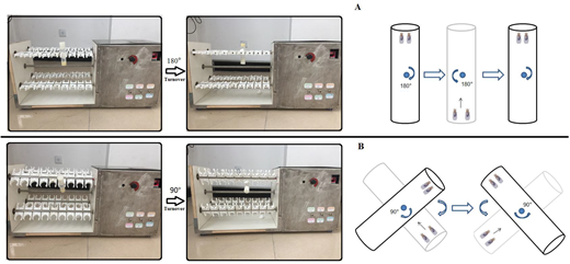 Fig. 8. An image of a vials’ rotation on an exercise device. (A) For young and adult flies vials were vertically loaded in exercise device, and rotated 180° to make flies constantly climb (just as Power Tower, overcoming weight = total body weight). (B) For aged flies vials were loaded in the exercise device, and their long axis is at an angle of 45° to the horizontal plane (overcoming weight = total body weight xsin45°). When aged flies climbed and reached the top of vial, the vial were rotated 90° to make flies constantly climb.