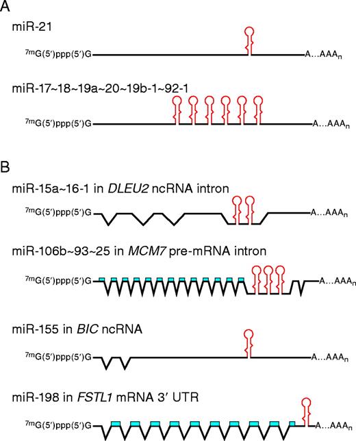 Fig. 1. The structure of human pri-miRNAs. (A) Two examples of miRNAs with their own transcription units, such as miR-21 and the polycistronic miR-17–92-1 cluster (Cai et al.,2004; He et al.,2005). (B) miRNAs that are transcribed with other genes. miR-15a∼16-1 resides in the intron of a non-coding RNA (ncRNA)(Calin et al., 2004) and miR-106b∼93∼25 lies in the intron of a protein-coding RNA(Rodriguez et al., 2004). miR-155 is found in the exon of a ncRNA(Eis et al., 2005), whereas miR-198 is in the exon of a protein-coding mRNA(Cullen, 2004). DLEU2, deleted in lymphocytic leukemia 2; MCM7, minichromosome maintenance deficient 7; BIC,B-cell integration cluster; FSTL1, follistatin-like 1.