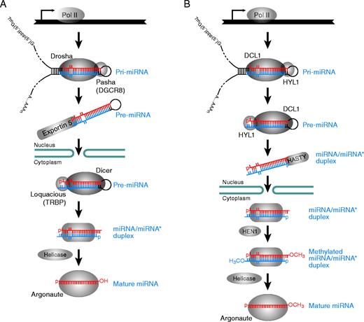 Fig. 2. The miRNA biogenesis pathway. (A) Animal and (B) plant miRNA biogenesis. Mature miRNAs are indicated in red, whereas the miRNA* strands are in blue.