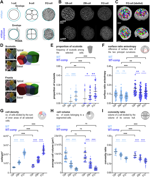 3D segmentation of sea star embryos over time: cell packing and morphological analysis at the cellular level. (A) Schematic representation of wild-type (top) and WT-comp (bottom) sea star embryos. (B) Maximum projections of a representative wild-type sea star embryo (top) or WT-comp embryo (bottom) expressing the membrane marker mYFP at 128-, 256- and 512-cell stages. Scale bars: 50 μm. (C) Computer rendering of the segmented sea star embryo at the 512-cell stage from a frontal (left) and lateral (right) perspective. (D) 3D representation of a four-cell motif with scutoid (top) or frusta (bottom) conformations. The apical and basal z-slices of the motives are shown. Coloured overlays show the section area for each cell in the corresponding 3D representation. (E-I) Quantifications of average scutoid frequency (E), surface ratio anisotropy (F), cell density (G), cell volume (H) and cell convexity (I). Wild type, n=150 timepoints, six embryos, four experiments; WT-comp, n=150 timepoints, six embryos, five experiments for all panels except F (where n=125 timepoints, five embryos, four experiments). Data are mean±s.d. Mann–Whitney tests with Bonferroni multiple comparisons correction (black) and Kruskal–Wallis tests with Dunn multiple comparisons correction (blue), except in F where one-way ANOVA test with Tukey multiple comparison correction was used (light blue); ns, non-significant; *P<0.05; **P<0.01; ***P<0.001.