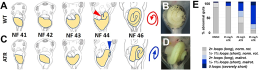 Exposure to atrazine causes intestinal shortening and malrotation. (A,C) Schematics illustrating normal counterclockwise (CCW) intestine rotation in wild-type (WT) Xenopus embryos (A), and the abnormal clockwise (CW) malrotation seen in ATR-exposed embryos (C). The midgut (future intestine) is yellow. Red (WT) and blue (ATR) arrowheads indicate the intestinal apex (NF 44, establishes the initial direction of rotation), and red (WT) and blue (ATR) spirals illustrate the final rotation direction of the intestinal coil (NF 46). (B,D) In situ stereo-microscope images of DMSO or ATR-treated NF 46 intestines (ventral view). DMSO control embryos develop elongated intestines that rotate normally (B), whereas ATR-exposed embryos develop intestine coils that are both short and malrotated (D). (E) The frequency of abnormal gut phenotypes increases with increasing concentrations of ATR, from predominantly normal (norm.) length (2+ intestine loops) and CCW rotation (rot.) to increasingly short (1.5 or fewer intestine loops) and/or CW malrotated (malrot.) configurations.
