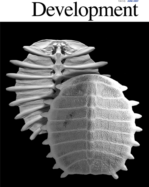 On the carapacial ridge in turtle embryos: its developmental origin ...