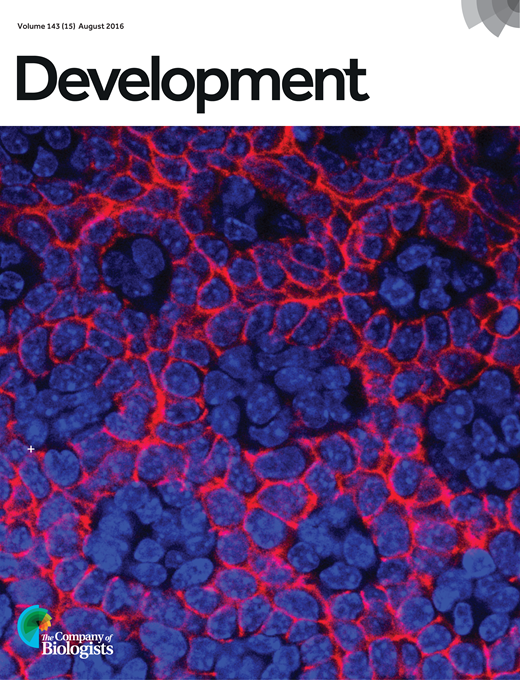 Direct lineage reprogramming via pioneer factors; a detour through ...