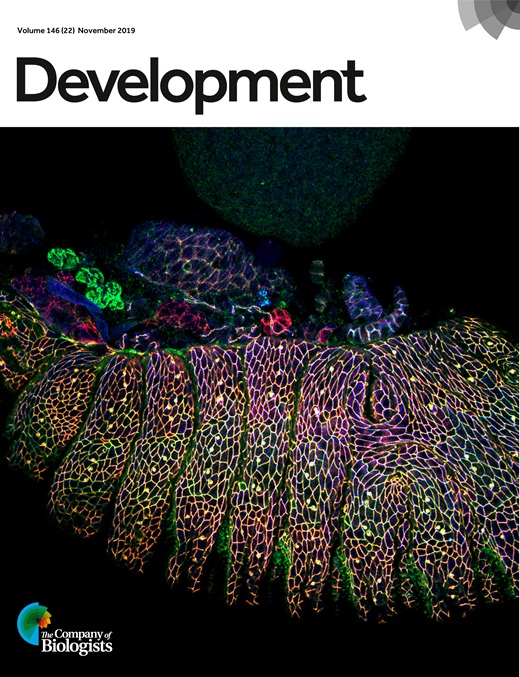 Establishing neuronal diversity in the spinal cord: a time and a place ...
