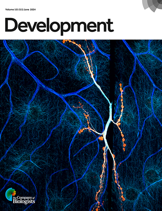 Multiple intersecting pathways are involved in CPEB1 phosphorylation ...