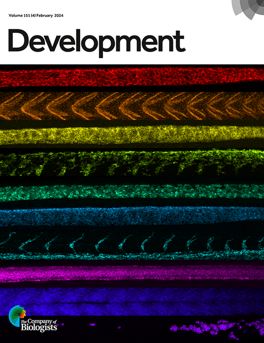 Development and evolution of the primate neocortex from a progenitor ...