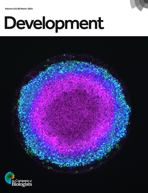 Neural Raptors Zebrafish raptor mutation inhibits the activity of mTORC1, inducing ...