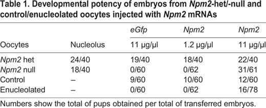 Developmental potency of embryos from Npm2-het/-null and control/enucleolated oocytes injected with Npm2 mRNAs