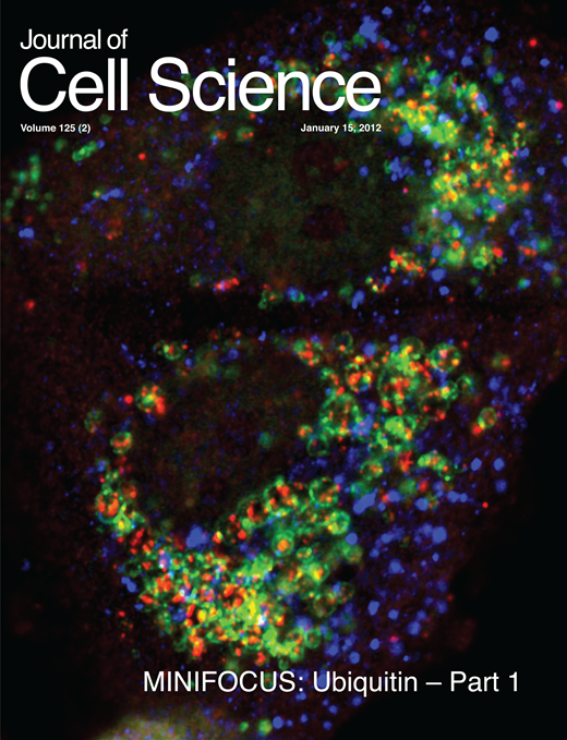 Induction of membrane circular dorsal ruffles requires co-signalling of ...