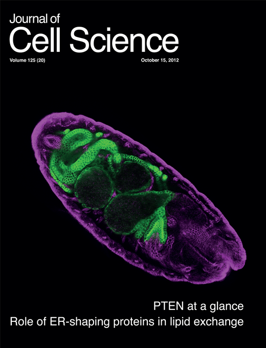 Visualisation of direct interaction of MDA5 and the dsRNA replicative ...