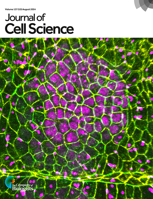 Short transmembrane domains target type II proteins to the Golgi ...