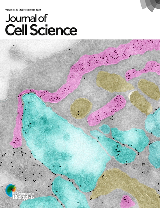 Dynamic remodelling of the endoplasmic reticulum for mitosis | Journal ...
