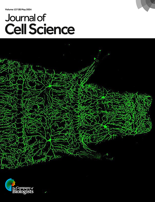 Talin Prottein Caskin2 is a novel talin- and Abi1-binding protein that promotes cell ...