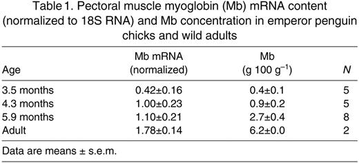 Pectoral muscle myoglobin (Mb) mRNA content (normalized to 18S RNA) and Mb concentration in emperor penguin chicks and wild adults