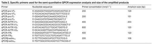 Specific primers used for the semi-quantitative QPCR expression analysis and size of the amplified products