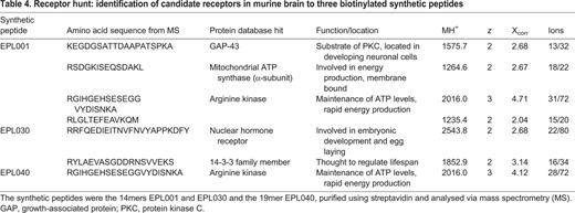 Receptor hunt: identification of candidate receptors in murine brain to three biotinylated synthetic peptides