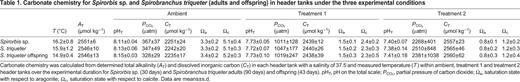 Carbonate chemistry for Spirorbis sp. and Spirobranchus triqueter (adults and offspring) in header tanks under the three experimental conditions