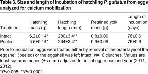 Size and length of incubation of hatchling P. guttatus from eggs analyzed for calcium mobilization